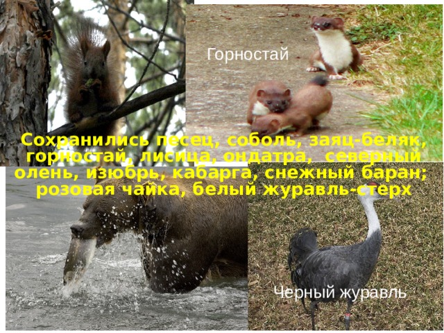 Горностай Сохранились песец, соболь, заяц-беляк, горностай, лисица, ондатра, северный олень, изюбрь, кабарга, снежный баран; розовая чайка, белый журавль-стерх Черный журавль 