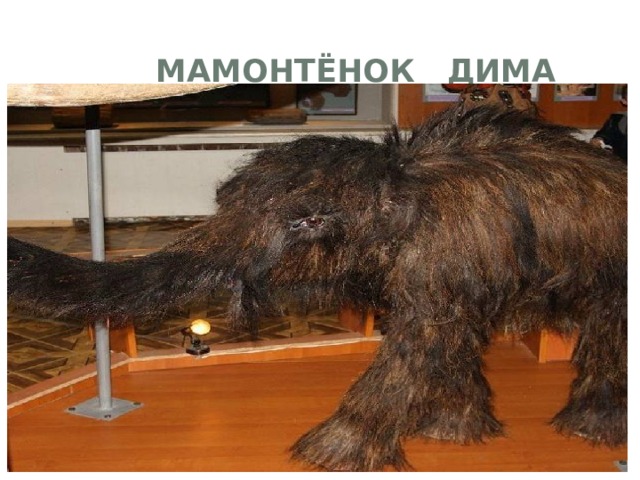  Мамонтёнок Дима 