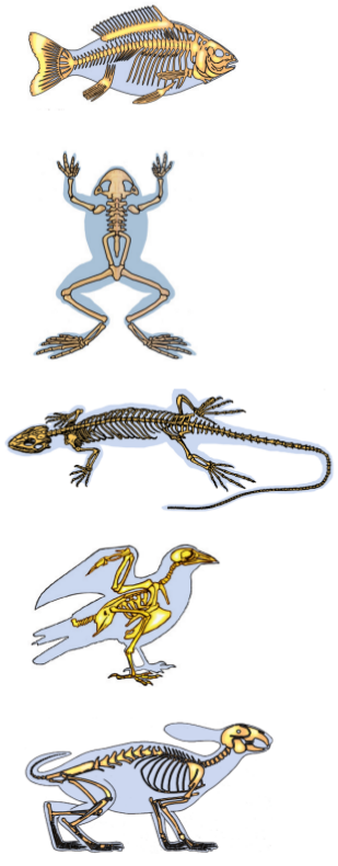 Otherworldly skeleton evolution. Эволюция скелета хордовых. Эволюция скелета позвоночных. Эволюция осевого скелета хордовых животных. Эволюция скелета типа хордовых.