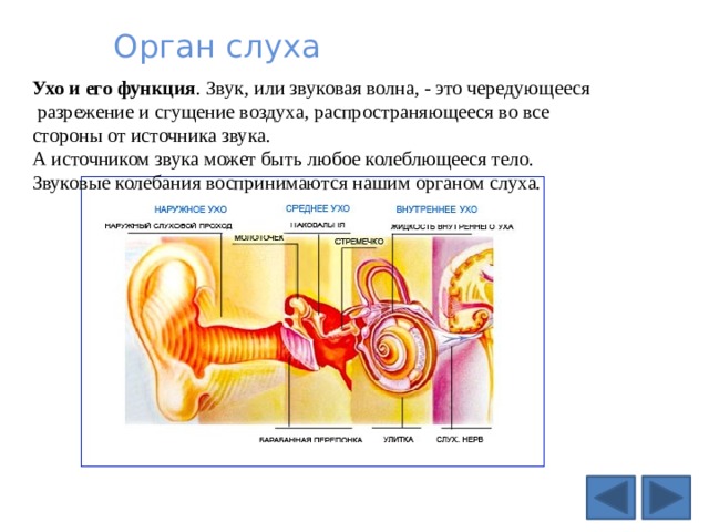 Орган слуха Ухо и его функция . Звук, или звуковая волна, - это чередующееся  разрежение и сгущение воздуха, распространяющееся во все стороны от источника звука. А источником звука может быть любое колеблющееся тело. Звуковые колебания воспринимаются нашим органом слуха. 