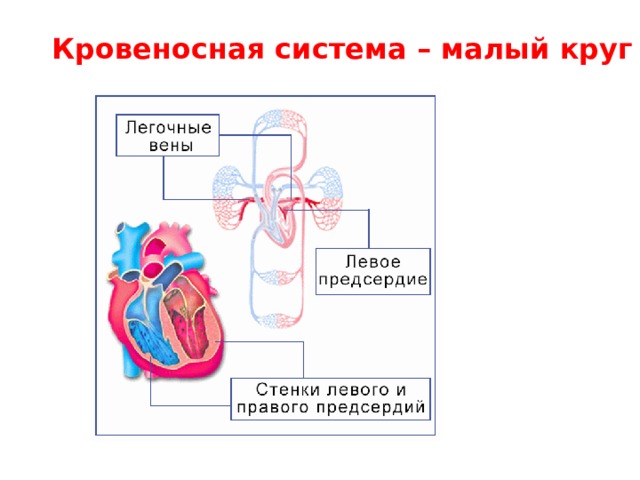 Кровеносная система – малый круг 