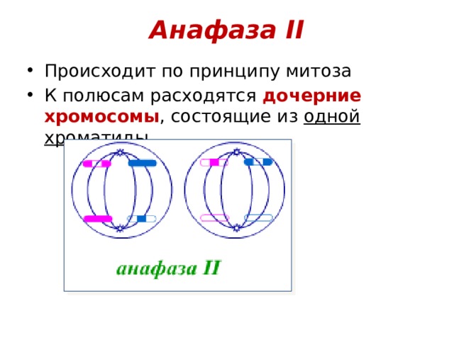 Анафаза II Происходит по принципу митоза К полюсам расходятся дочерние хромосомы , состоящие из одной хроматиды 