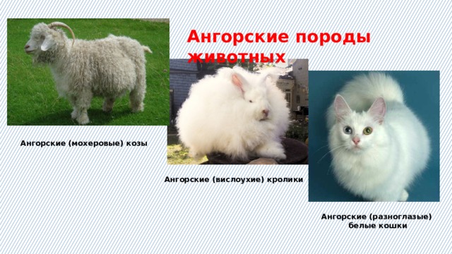 Ангорские породы животных Ангорские (мохеровые) козы Ангорские (вислоухие) кролики Ангорские (разноглазые)  белые кошки 