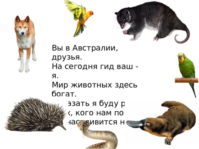 Вы в Австралии, друзья.  На сегодня гид ваш - я.  Мир животных здесь богат.  Показать я буду рад  Всех, кого нам по пути  Посчастливится найти.    