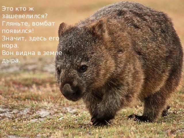 Это кто ж зашевелился?  Гляньте, вомбат появился!  Значит, здесь его нора.  Вон видна в земле дыра.    
