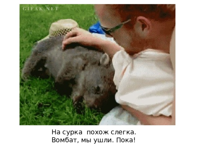 На сурка  похож слегка.  Вомбат, мы ушли. Пока! 