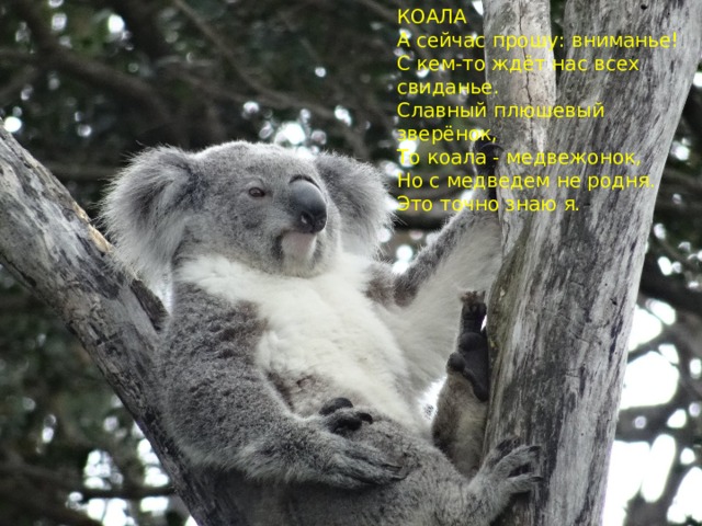КОАЛА  А сейчас прошу: вниманье!  С кем-то ждёт нас всех свиданье.  Славный плюшевый зверёнок,  То коала - медвежонок,  Но с медведем не родня.  Это точно знаю я.   