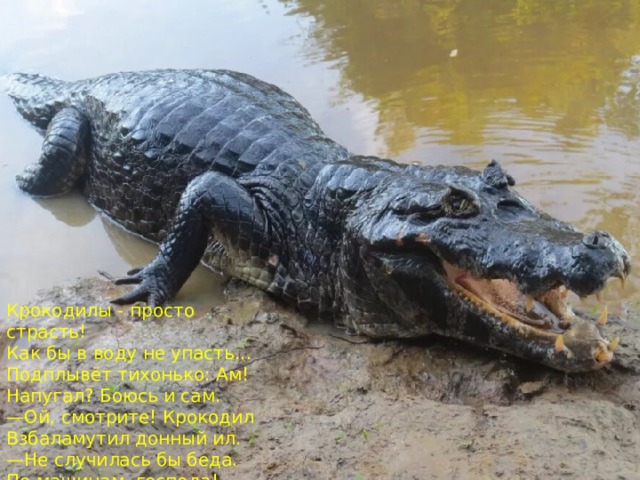 Крокодилы - просто страсть!  Как бы в воду не упасть...  Подплывёт тихонько: Ам!  Напугал? Боюсь и сам.  —Ой, смотрите! Крокодил  Взбаламутил донный ил.  —Не случилась бы беда.  По машинам, господа!   