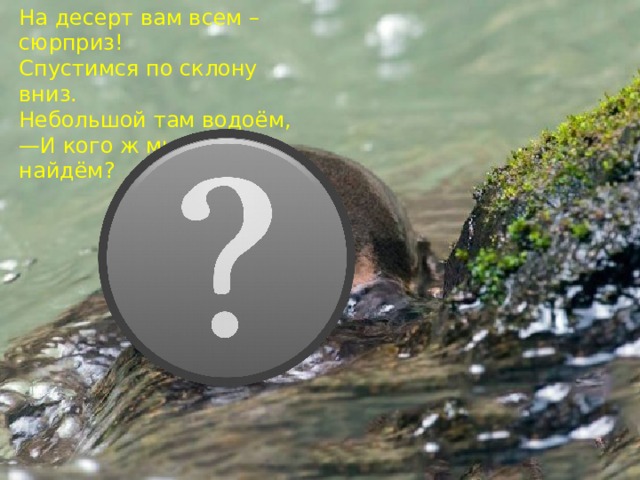На десерт вам всем – сюрприз!  Спустимся по склону вниз.  Небольшой там водоём,  —И кого ж мы там найдём?   