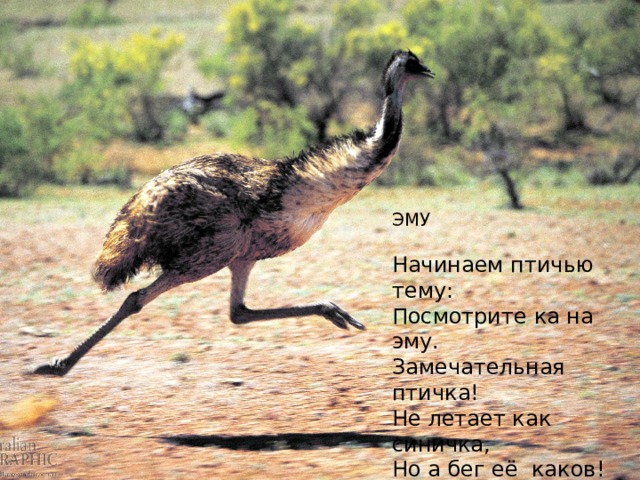 ЭМУ   Начинаем птичью тему:  Посмотрите ка на эму.  Замечательная птичка!  Не летает как синичка,  Но а бег её  каков!  Как у лучших рысаков.    