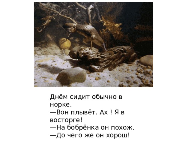 Днём сидит обычно в норке.  —Вон плывёт. Ах ! Я в восторге!  —На бобрёнка он похож.  —До чего же он хорош!   