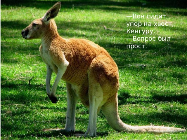 — Вон сидит, упор на хвост,  Кенгуру.  —Вопрос был прост.   
