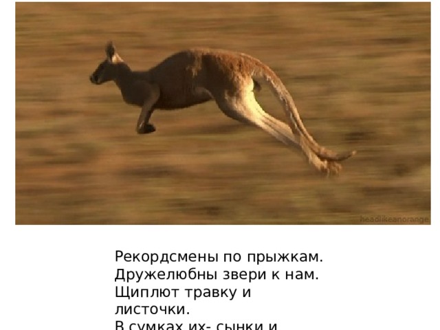 Рекордсмены по прыжкам.  Дружелюбны звери к нам.  Щиплют травку и листочки.  В сумках их- сынки и дочки 