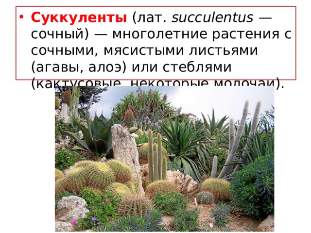 Суккуленты (лат. succulentus — сочный) — многолетние растения с сочными, мясистыми листьями (агавы, алоэ) или стеблями (кактусовые, некоторые молочаи). 