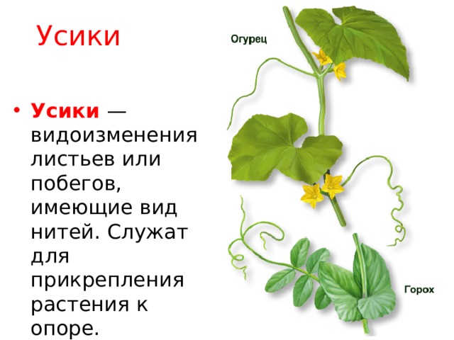 Усики Усики — видоизменения листьев или побегов, имеющие вид нитей. Служат для прикрепления растения к опоре. 