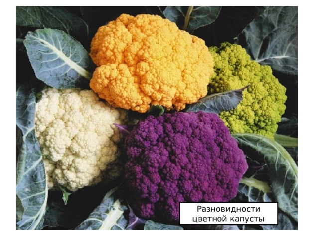 Разновидности цветной капусты 