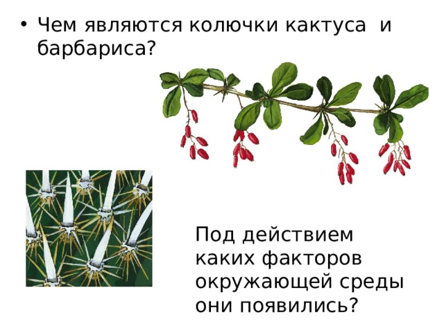 Чем являются колючки кактуса и барбариса? Под действием каких факторов окружающей среды они появились? 