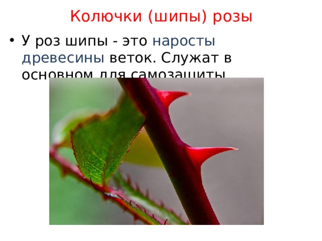 Колючки (шипы) розы У роз шипы - это наросты древесины веток. Служат в основном для самозащиты. 