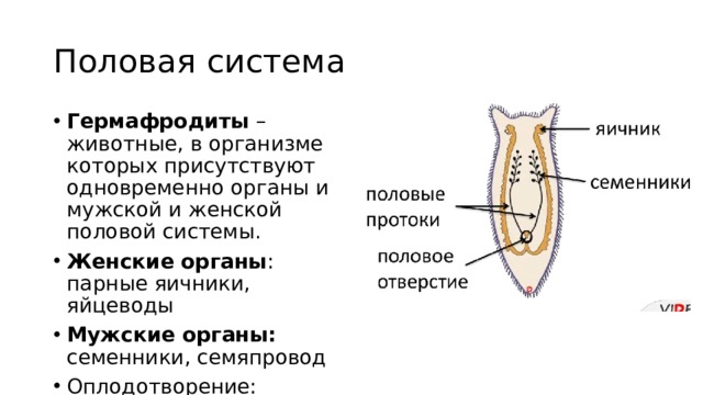 Половая система Гермафродиты – животные, в организме которых присутствуют одновременно органы и мужской и женской половой системы. Женские органы : парные яичники, яйцеводы Мужские органы: семенники, семяпровод Оплодотворение: внутреннее  