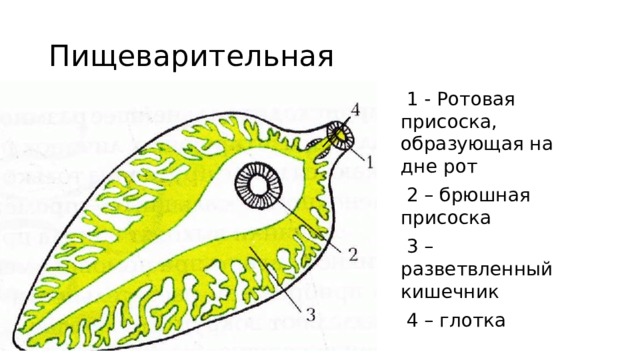 Пищеварительная  1 - Ротовая присоска, образующая на дне рот  2 – брюшная присоска  3 – разветвленный кишечник  4 – глотка 