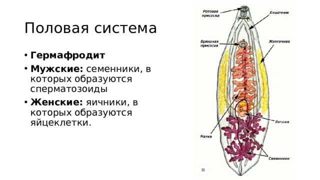 Половая система Гермафродит Мужские: семенники, в которых образуются сперматозоиды Женские: яичники, в которых образуются яйцеклетки. 