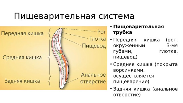Пищеварительная система Пищеварительная трубка Передняя кишка (рот, окруженный 3-мя губами, глотка, пищевод) Средняя кишка (покрыта ворсинками, осуществляется пищеварение) Задняя кишка (анальное отверстие) 