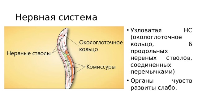 Нервная система Узловатая НС (окологлоточное кольцо, 6 продольных нервных стволов, соединенных перемычками) Органы чувств развиты слабо. 