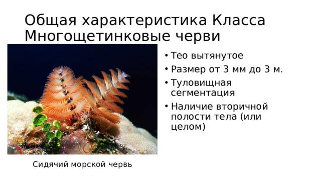 Общая характеристика Класса Многощетинковые черви Тео вытянутое Размер от 3 мм до 3 м. Туловищная сегментация Наличие вторичной полости тела (или целом) Сидячий морской червь 
