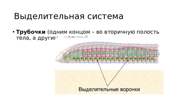 Выделительная система Трубочки (одним концом – во вторичную полость тела, а другим – наружу) 