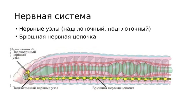 Нервная система Нервные узлы (надглоточный, подглоточный) Брюшная нервная цепочка 