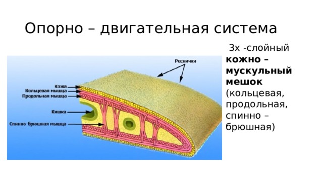 Опорно – двигательная система  3х -слойный кожно –  мускульный мешок (кольцевая, продольная, спинно – брюшная) 