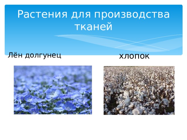 Растения для производства тканей Лён долгунец хлопок 