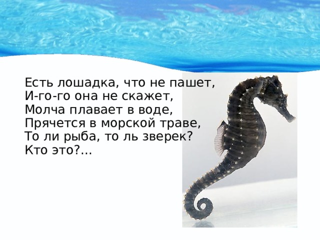 Есть лошадка, что не пашет,  И-го-го она не скажет,  Молча плавает в воде,  Прячется в морской траве,  То ли рыба, то ль зверек?  Кто это?… 