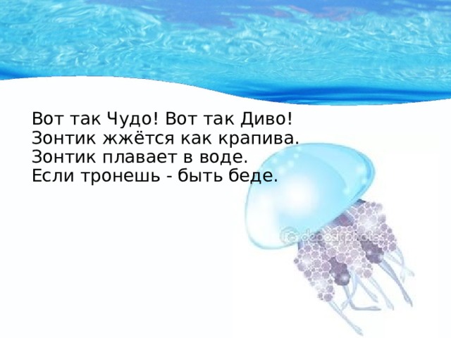 Вот так Чудо! Вот так Диво!  Зонтик жжётся как крапива.  Зонтик плавает в воде.  Если тронешь - быть беде.   