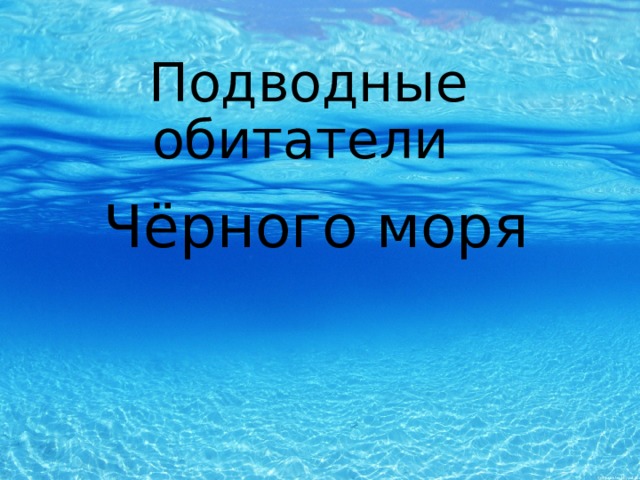 Подводные обитатели Чёрного моря 