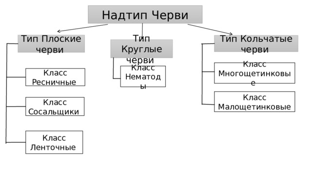 Надтип Черви Тип Плоские черви Тип Кольчатые черви Тип Круглые черви Класс Многощетинковые Класс Нематоды Класс Ресничные Класс Малощетинковые Класс Сосальщики Класс Ленточные 