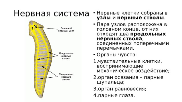 Нервная система Нервные клетки собраны в узлы и нервные стволы . Пара узлов расположена в головном конце, от них отходят два продольных нервных ствола , соединенных поперечными перемычками. Органы чувств: чувствительные клетки, воспринимающие механическое воздействие; орган осязания – парные щупальца; орган равновесия; парные глаза. 