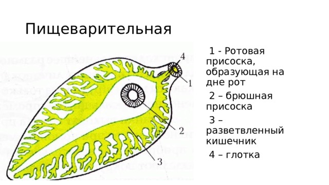 Пищеварительная  1 - Ротовая присоска, образующая на дне рот  2 – брюшная присоска  3 – разветвленный кишечник  4 – глотка 