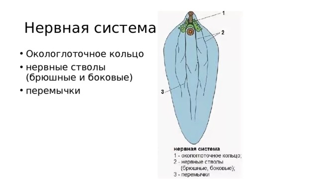 Нервная система Окологлоточное кольцо нервные стволы (брюшные и боковые) перемычки 