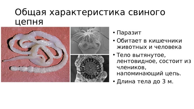 Общая характеристика свиного цепня Паразит Обитает в кишечники животных и человека Тело вытянутое, лентовидное, состоит из члеников, напоминающий цепь. Длина тела до 3 м. 