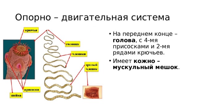 Опорно – двигательная система На переднем конце – голова , с 4-мя присосками и 2-мя рядами крючьев. Имеет кожно – мускульный мешок . 