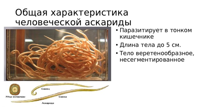 Общая характеристика человеческой аскариды Паразитирует в тонком кишечнике Длина тела до 5 см. Тело веретенообразное, несегментированное 