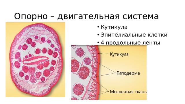 Опорно – двигательная система Кутикула Эпителиальные клетки 4 продольные ленты мышц 