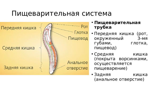 Пищеварительная система Пищеварительная трубка Передняя кишка (рот, окруженный 3-мя губами, глотка, пищевод) Средняя кишка (покрыта ворсинками, осуществляется пищеварение) Задняя кишка (анальное отверстие) 