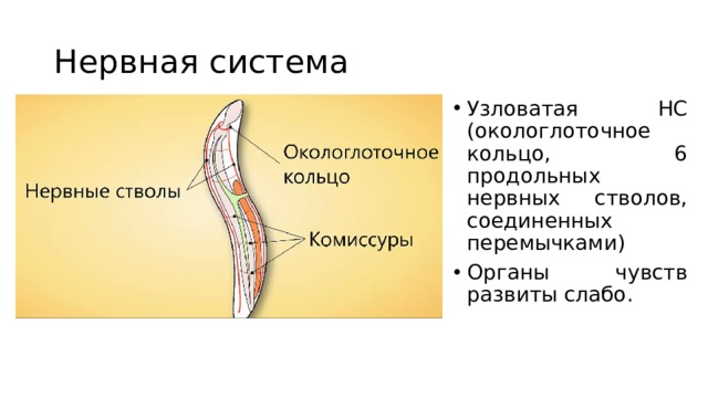 Нервная система Узловатая НС (окологлоточное кольцо, 6 продольных нервных стволов, соединенных перемычками) Органы чувств развиты слабо.   