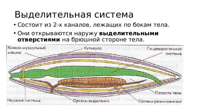 Выделительная система Состоит из 2-х каналов, лежащих по бокам тела. Они открываются наружу выделительными отверстиями на брюшной стороне тела. 