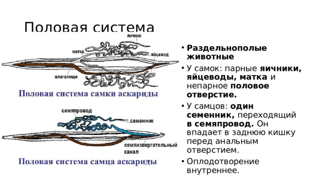 Половая система Раздельнополые животные У самок: парные яичники, яйцеводы, матка и непарное половое отверстие. У самцов: один семенник, переходящий в семяпровод. Он впадает в заднюю кишку перед анальным отверстием. Оплодотворение внутреннее. 