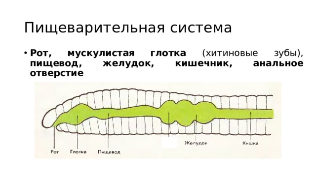 Пищеварительная система Рот, мускулистая глотка (хитиновые зубы), пищевод, желудок, кишечник, анальное отверстие 