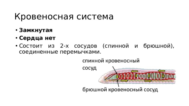 Кровеносная система Замкнутая Сердца нет Состоит из 2-х сосудов (спинной и брюшной), соединенные перемычками. 