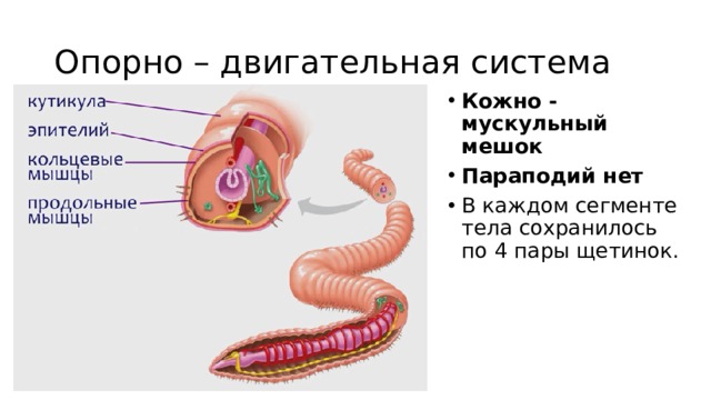 Опорно – двигательная система Кожно - мускульный мешок Параподий нет В каждом сегменте тела сохранилось по 4 пары щетинок. 